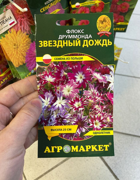 флокс друммонда Звёздный дождь